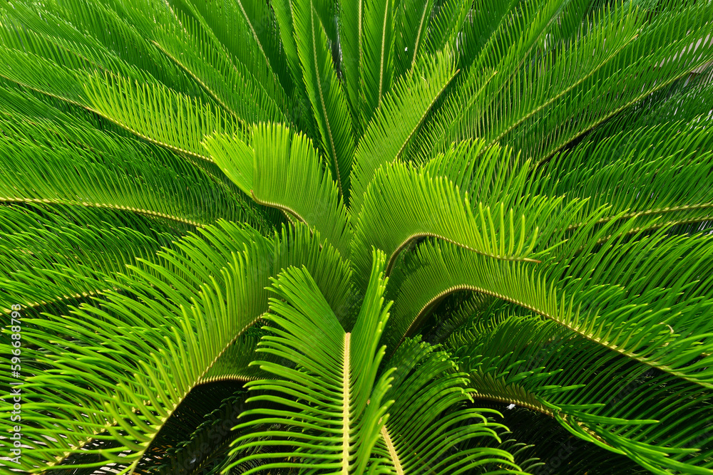 Cycas Palm Tree Leaves Pattern for Nature Background. Cycas Palm Tree Leaves Pattern for Nature Background.