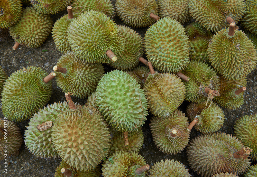 Group of fresh durians in the durian market. Group of fresh durians in the durian market.