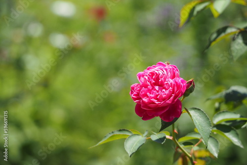 濃いピンクの薔薇, Dark Pink Rose