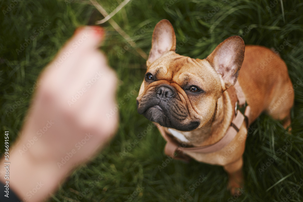 Cute young bulldog asking for a treat. Overhead photo of a little brown dog sitting on a grass and looking on a hand with food