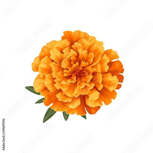 marigold flower isolated on white photo