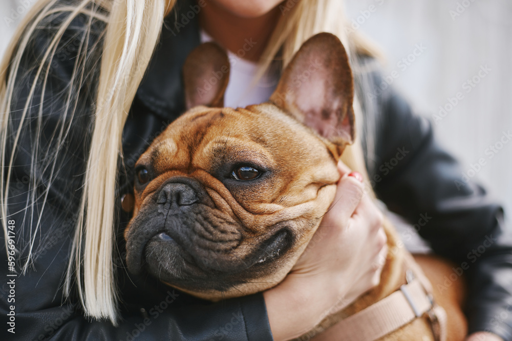 Young French bulldog portrait. Owner giving a hug to her cute pet.