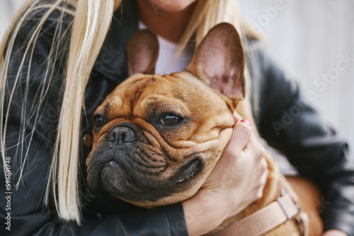 Young French bulldog portrait. Owner giving a hug to her cute pet. © hurricanehank