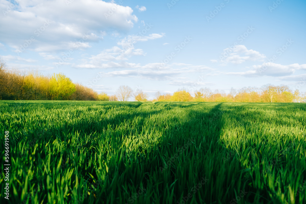 Green grass field and blue sky, landscape