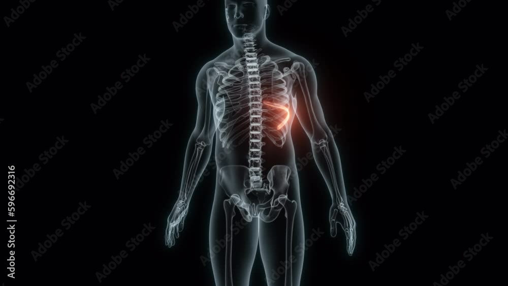 3D rendering of a medical animation of a rib. X-ray of a human rib. 3D rendering of a medical animation of a rib. X-ray of a human rib.