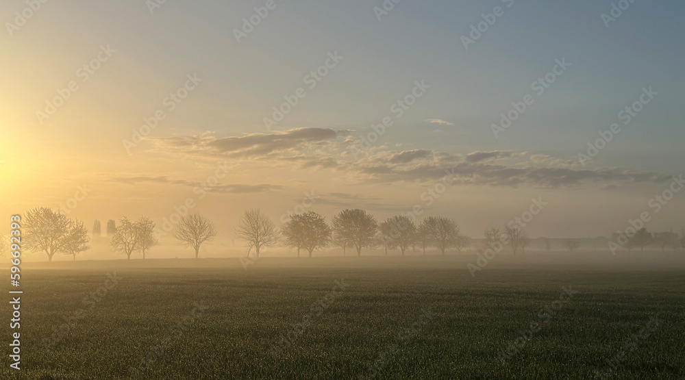 Early morning sunrise in a field