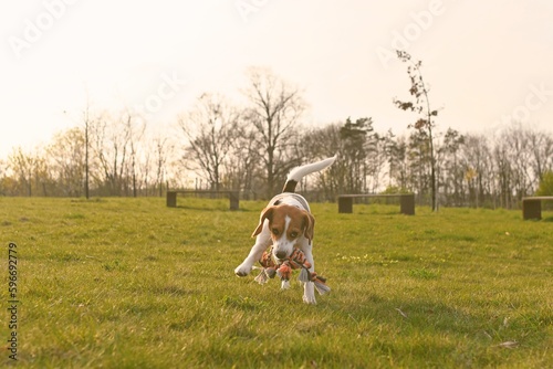 Playful dog on a walk. Cute beagle puppy with dog toy rope. Dog running in the meadow. Playful puppy with dog toy.