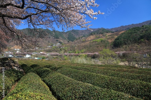 Tea fields in Hwagae, Hadong-gun photo