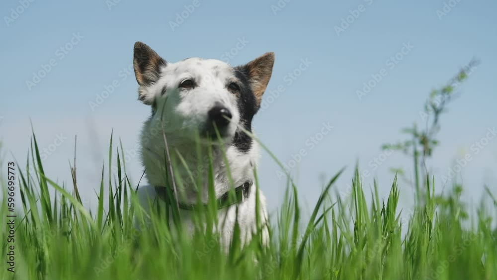 The mongrel dog lies in the green grass. Sunny spring day. The mongrel dog lies in the green grass. Sunny spring day.