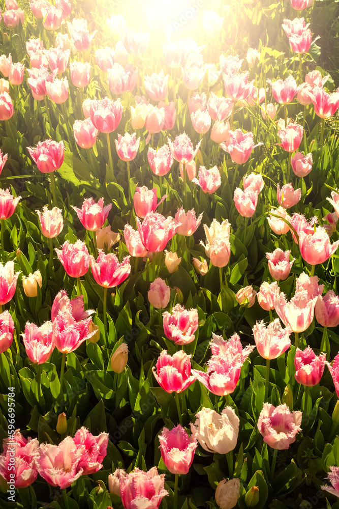 Colorful tulips in the park. Spring flowers