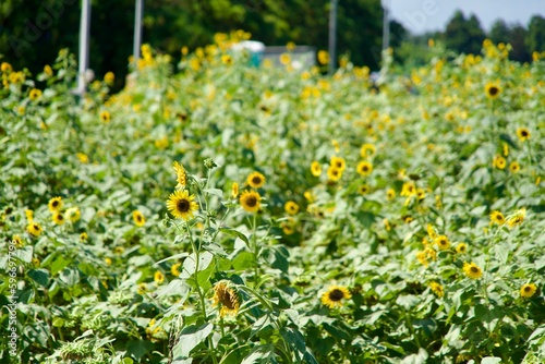 Scenery of sunflower field in summer in Ishikawa