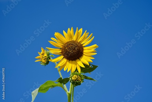 Blue sky and yellow sunflowers