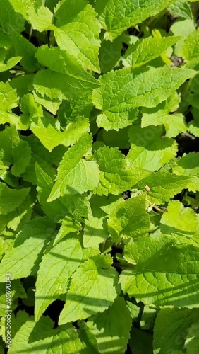 Mint Background. Green Leaves background. Melissa close up. Vertical video.