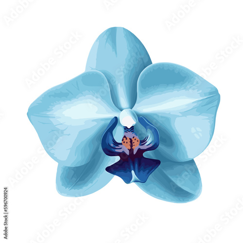 blue orchid flower isolated on white