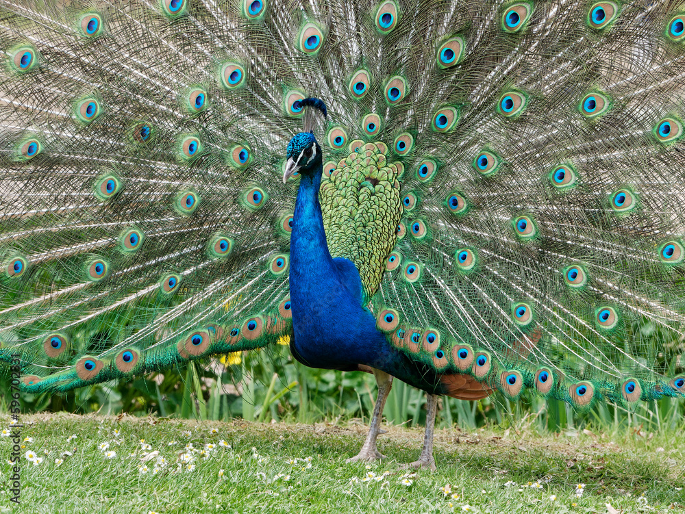 Obraz premium Portrait d'un paon