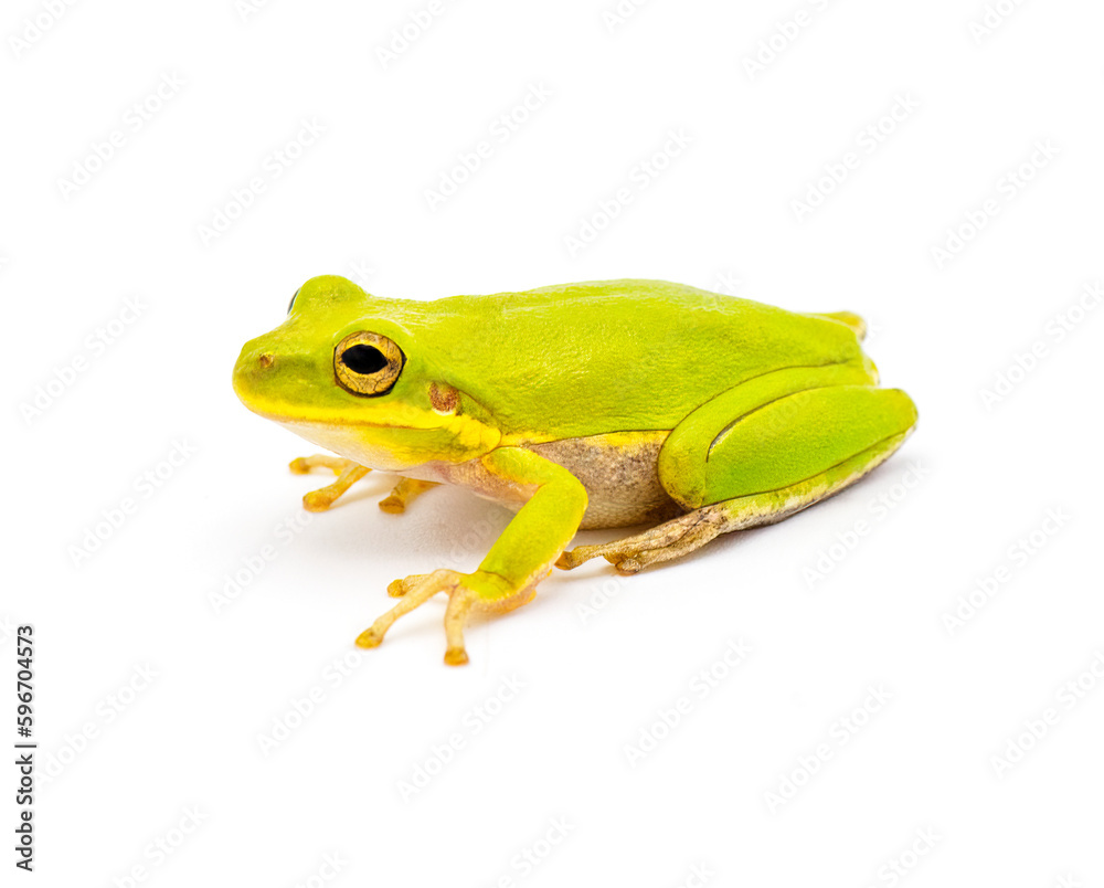 Lime Green wild Squirrel Treefrog - Hyla squirella isolated on white background side profile view Lime Green wild Squirrel Treefrog - Hyla squirella isolated on white background side profile view