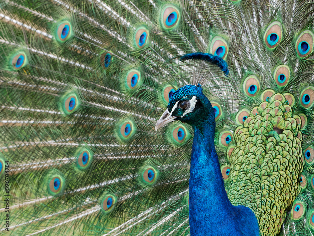 Fototapeta premium Portrait d'un paon