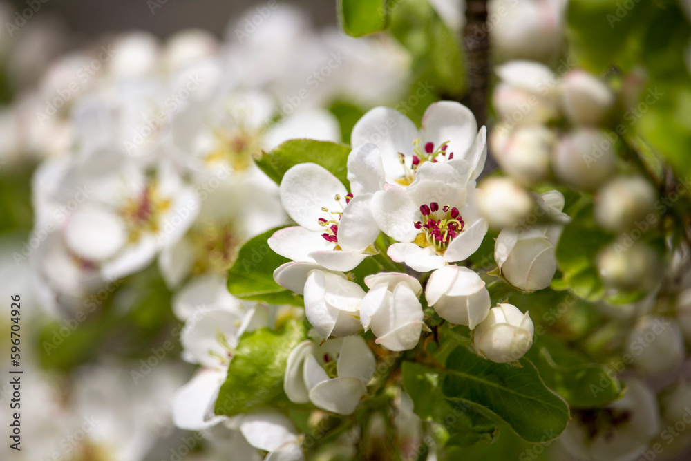 Fototapeta premium Flowers on the plum. The first flowers on fruit trees.