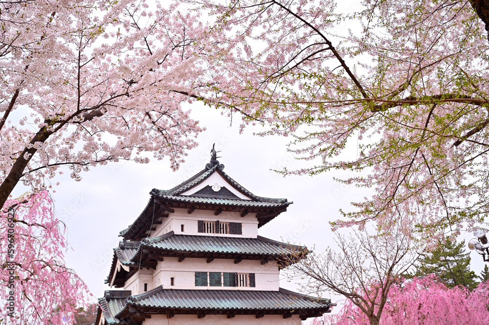 Cherry blossom or Sakura full bloom in the Hirosaki Castle traditional Japanese castle Park at Hirosaki Castle Park, Aomori, Japan