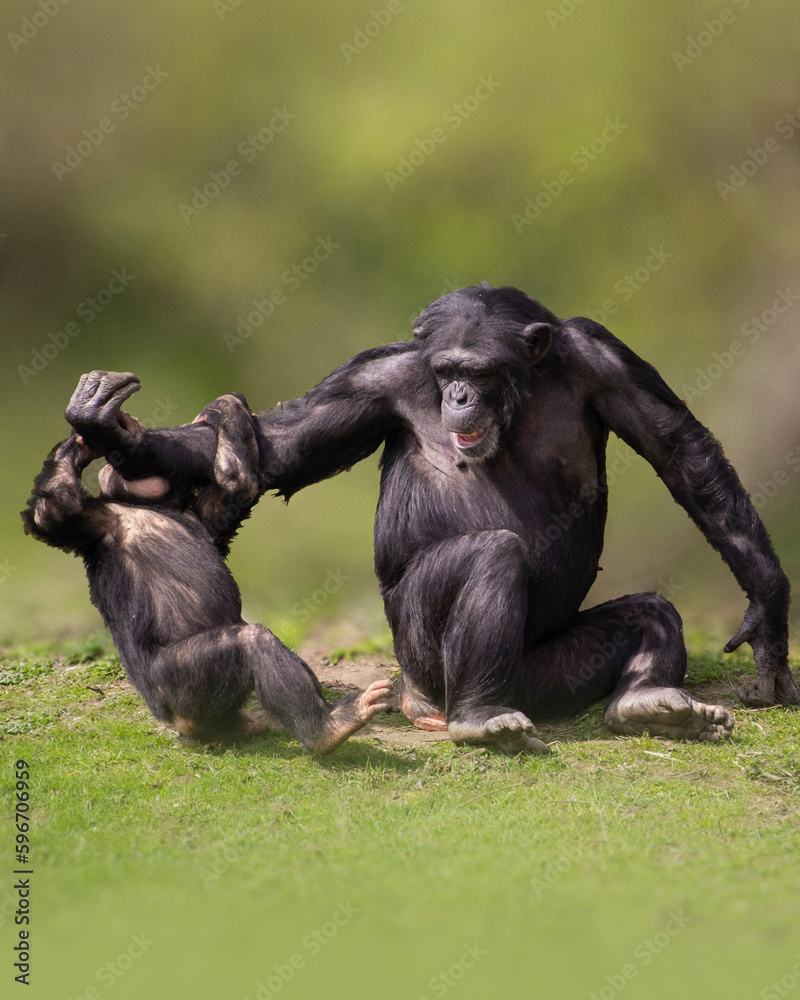 A Chimpanzee Interacting with a Young One. A chimpanzee plays with her baby.