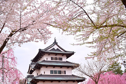 Obraz na płótnie Cherry blossom or Sakura full bloom in the Hirosaki Castle traditional Japanese castle Park at Hirosaki Castle Park, Aomori, Japan w salonie
