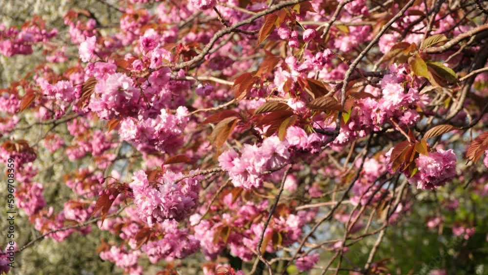 EDINBURGH, SCOTLAND, UK - APRIL 24, 2023: Sakura cherry blossom in spring morning sunshine in Edinburgh, UK - 4K, Handheld, Medium shot