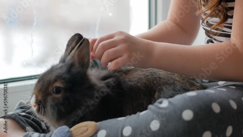 A cute brown rabbit and the hands of a little girl sitting on the windowsill and stroking a pet. Children's love for pets.