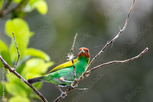 A colorful bird, the Bay-headed Tanager, Tangara gyrola, searching for bugs on a branch with a spiderweb. photo