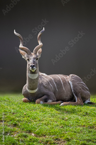 Lesser Kudu perched in the gras