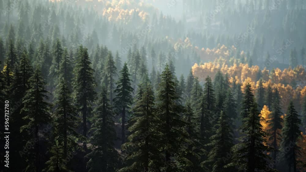 Misty mountain forest landscape in the morning Misty mountain forest landscape in the morning