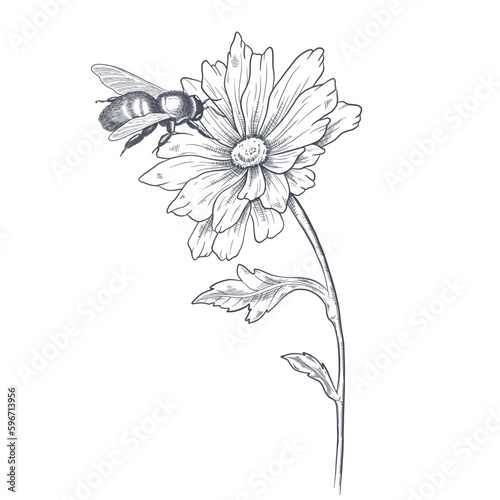 Bee on flower sketched in black and white vector illustration. Chamomile with bee.
