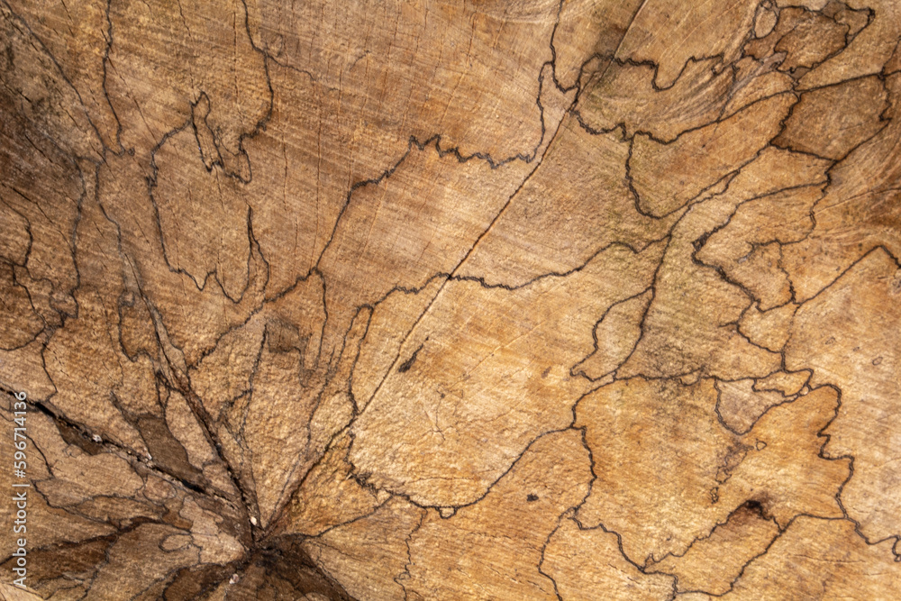 Closeup macro view of end cut wood tree section with cracks and annual rings. Closeup macro view of end cut wood tree section with cracks and annual rings.