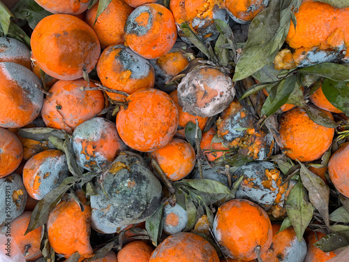 Canvas Print Moldy rotten fruit