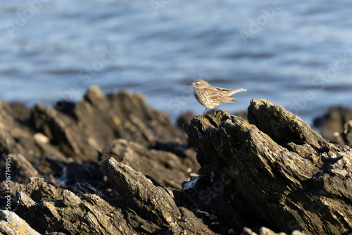 European Rock Pipit Anthus petrosus sitting and feeding on Brittany Coast