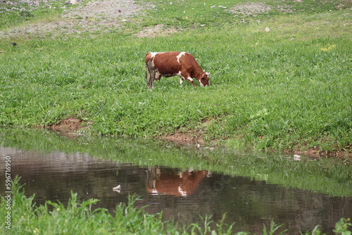 grazing cows and lake view in the meadow