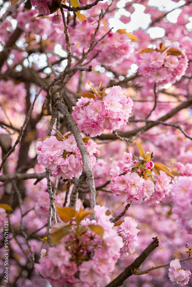 Selective focus of beautiful branches of pink Cherry blossoms on the tree under blue sky, Beautiful Sakura flowers during spring season Selective focus of beautiful branches of pink Cherry blossoms on the tree under blue sky, Beautiful Sakura flowers during spring season