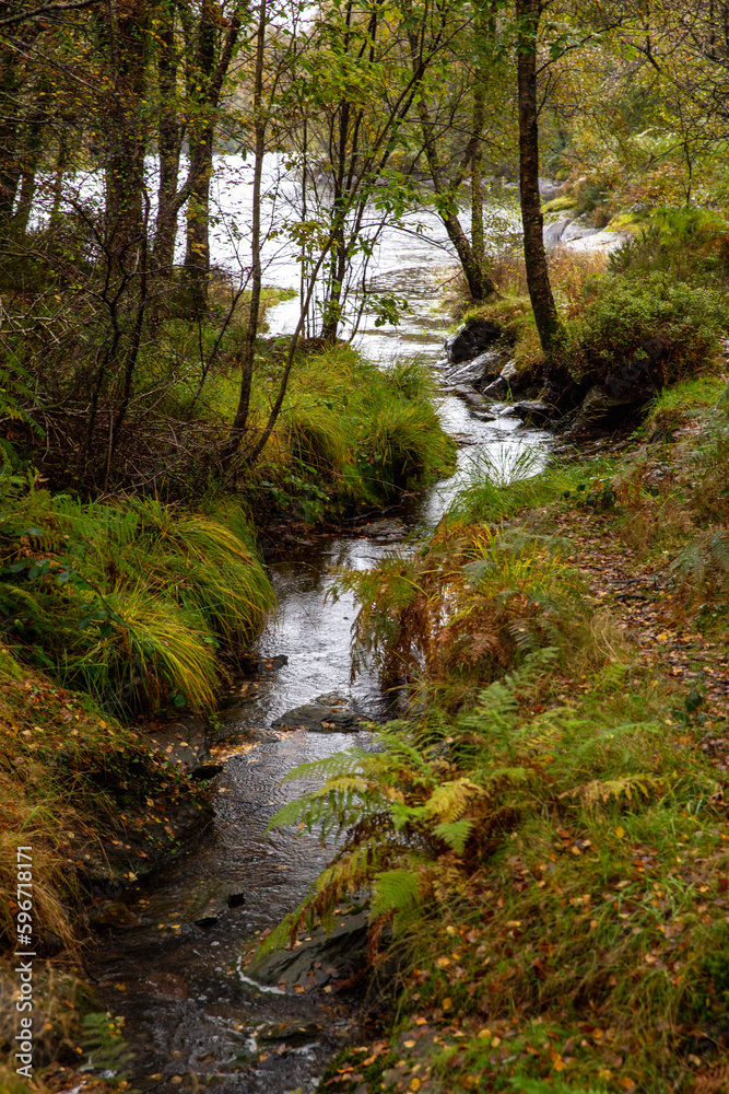 Llyn Elsi Gwydyr Forest path stream