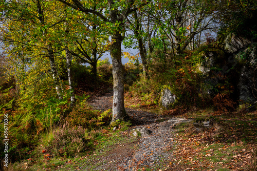 Autumn in Gwydyr Forest - Wales