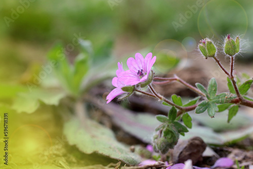 purple-colored Cranes are the common name of the flowers in gardening that make up the genus Geranium in the Turnagasigiller family. More than 400 species are known in the world.