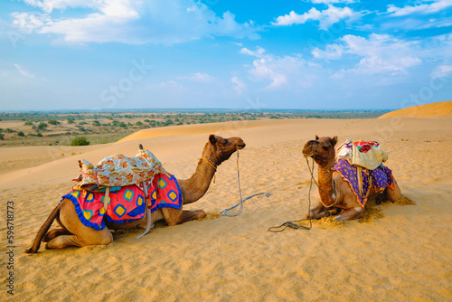 Indian camel in sand dunes of Thar desert on sunset. Jaisalmer, Rajasthan, India