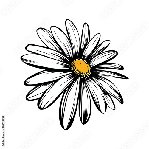Colored vector  inked style daisy wall art