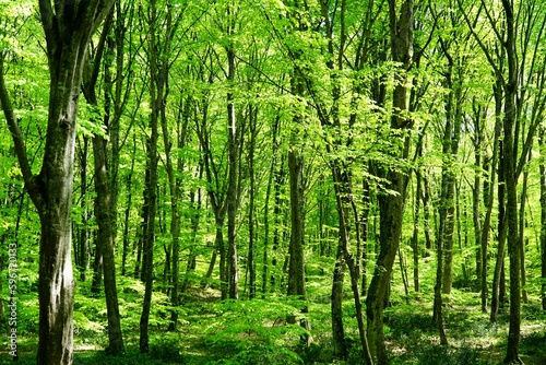 Photography View of Belgrad Forest in Istanbul, Turkey.