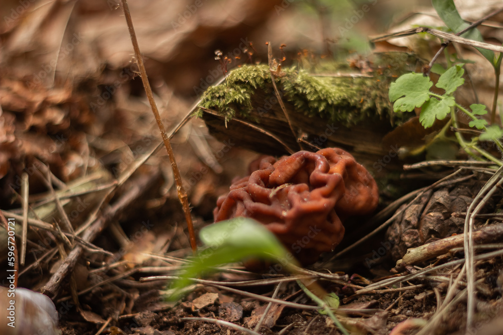 Obraz premium The hallucinogenic mushrooms grow near the old stump Forest and mushrooms in a shady forest