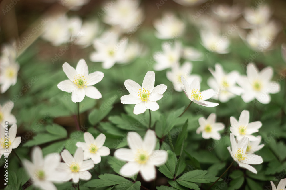Round lobed snowdrops Hepatica nobilis obtusa with a white flower blooming on the forest floor Round lobed snowdrops Hepatica nobilis obtusa with a white flower blooming on the forest floor