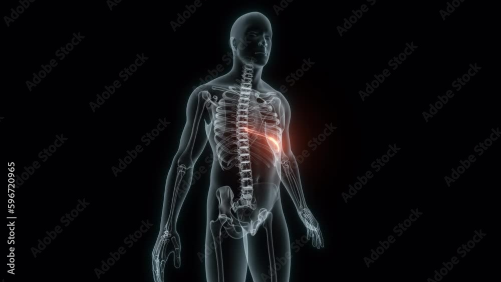 3D rendering of a medical animation of a rib. X-ray of a human rib. 3D rendering of a medical animation of a rib. X-ray of a human rib.