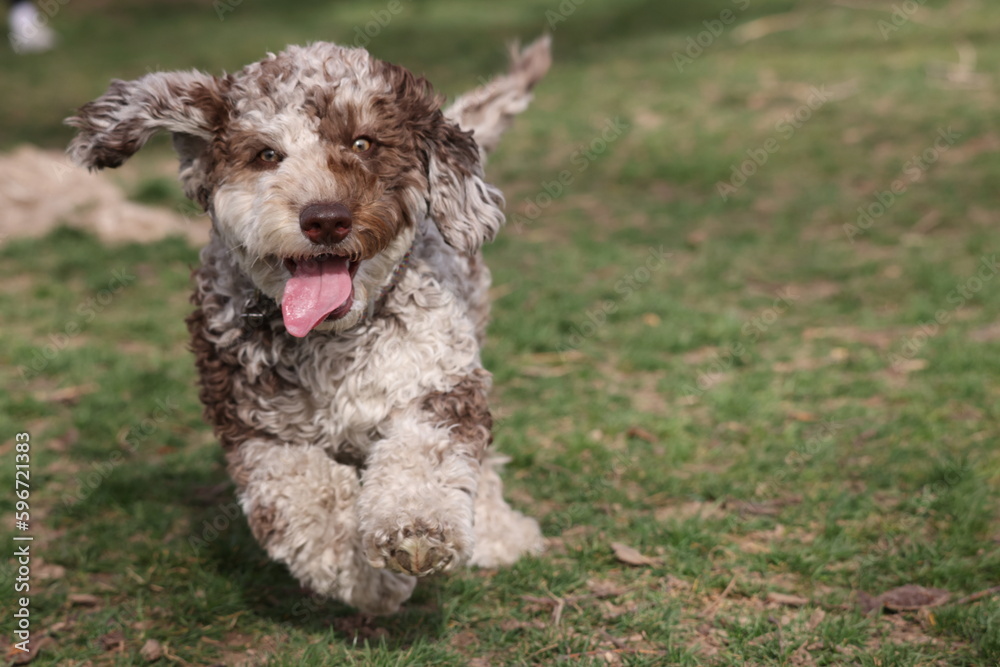 Poodle mix running