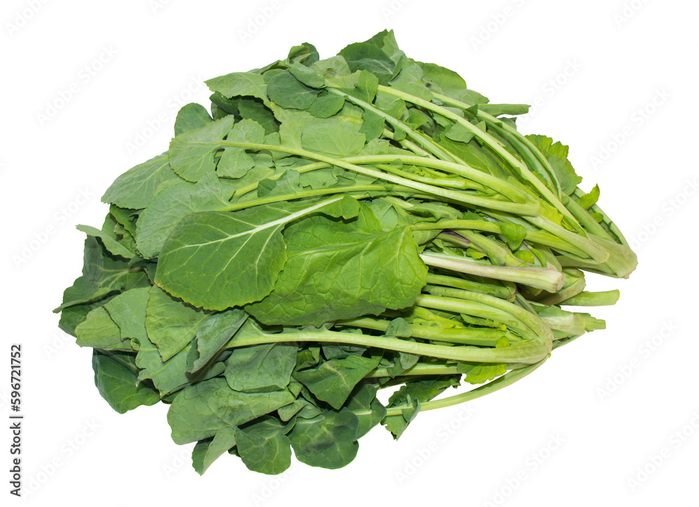 Rapeseed(canola) leafy vegetables isolated on a png background. Rapeseed(canola) leafy vegetables isolated on a png background.