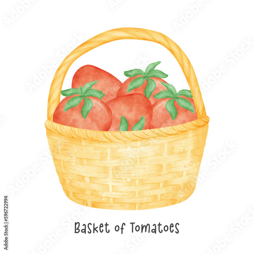 group of red tomatoes vegetables watercolour in wooden vintage wicker basket vector cartoon hand painted illustration isolated on white background.