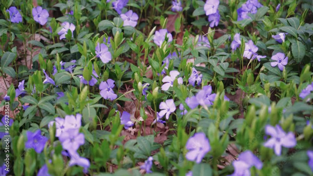 A field of purple flowers blooms in the garden. Closeup of beautiful and fresh purple flowers in natural light. The concept of spring and new life. A field of purple flowers blooms in the garden. Closeup of beautiful and fresh purple flowers in natural light. The concept of spring and new life.