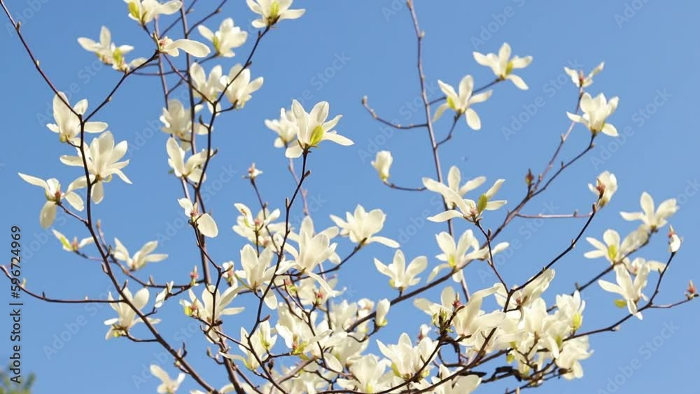 Magnolia bloom against a bright blue sky. White magnolia flowers on the branches. Spring flowering tree against the sky Magnolia bloom against a bright blue sky. White magnolia flowers on the branches. Spring flowering tree against the sky